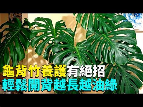 龜背芋適合放室內嗎|龜背芋能否在房間擺放？讓我們一起探討！ – 植物盆栽綠寶典